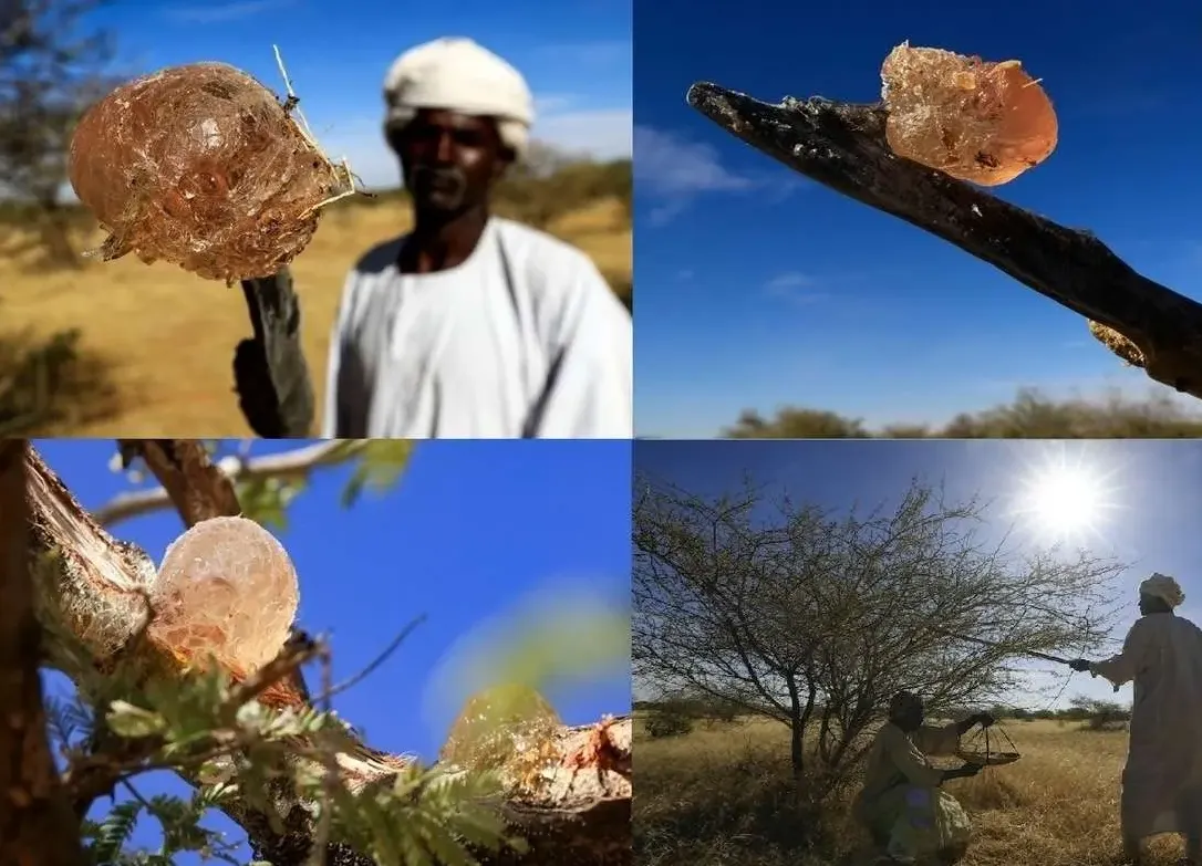 صمغ عربی