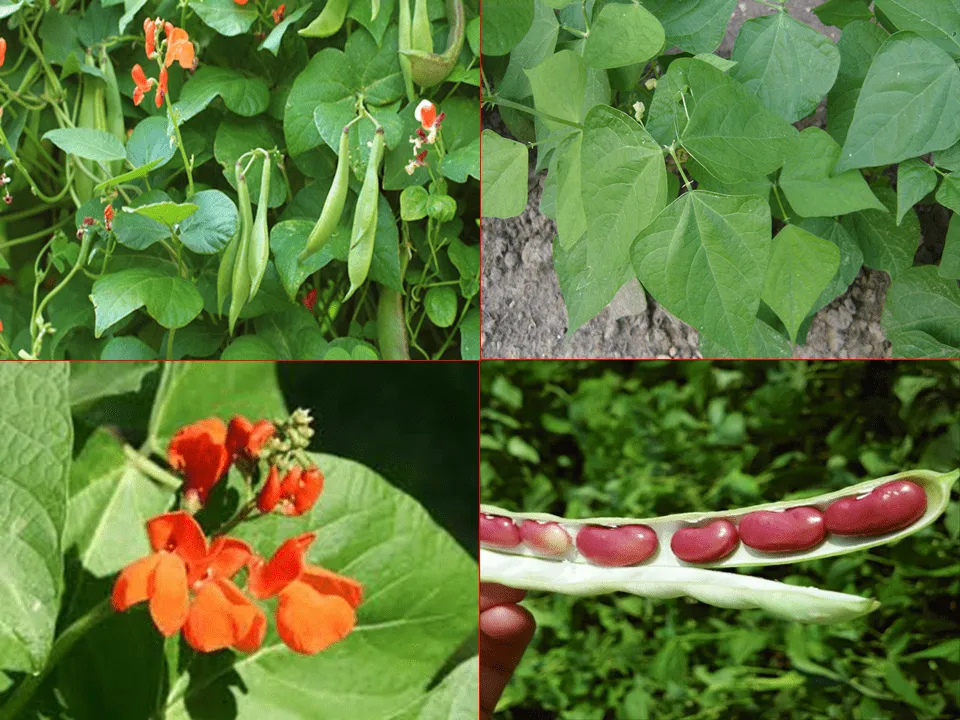 لوبیا قرمز - Kidney Bean - تصویر 2