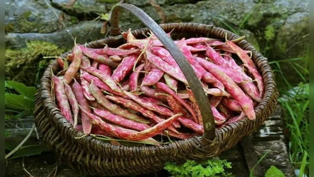 لوبیا چیتی - Pinto Bean - تصویر 3