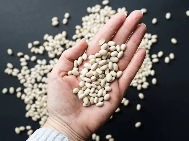 لوبیا سفید - Navy Bean - تصویر 3