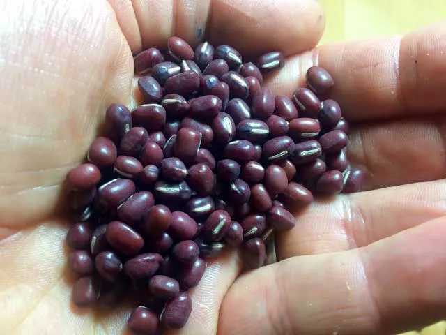لوبیا آزوکی - Azuki Bean - تصویر 2