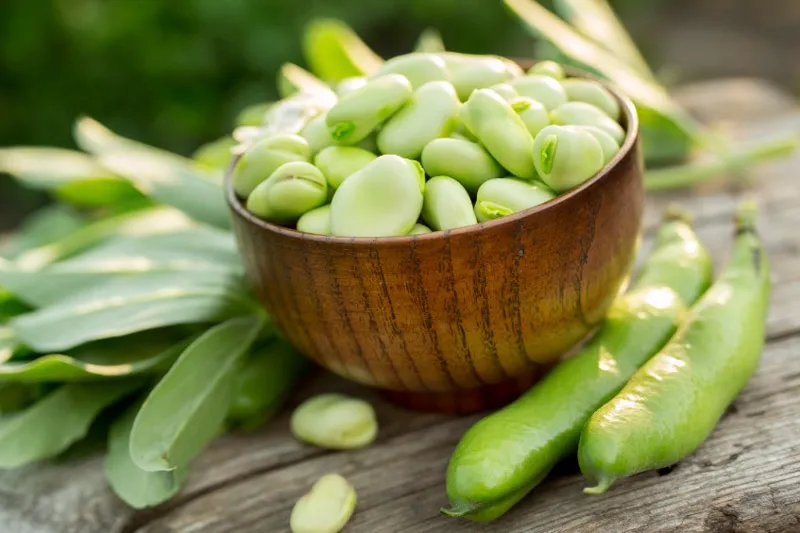 باقلا (لوبیا فاوا) - Fava Bean