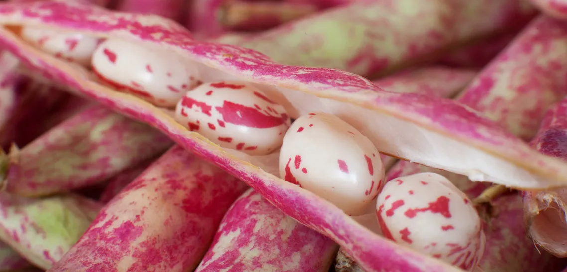 لوبیا کرنبری - Cranberry Bean
