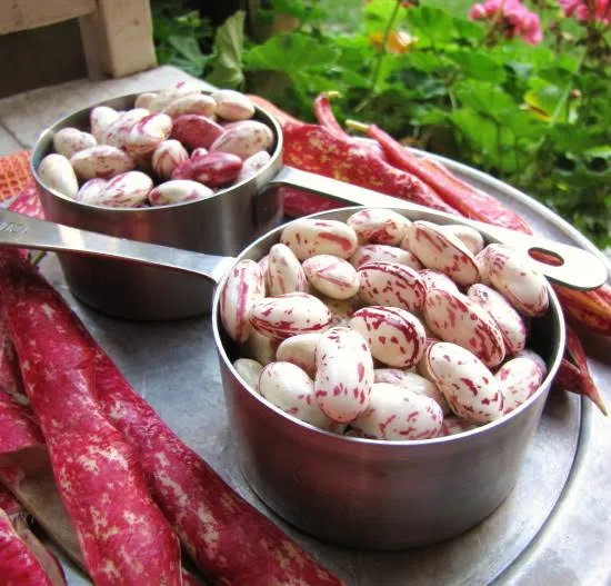 لوبیا کرنبری - Cranberry Bean - تصویر 3