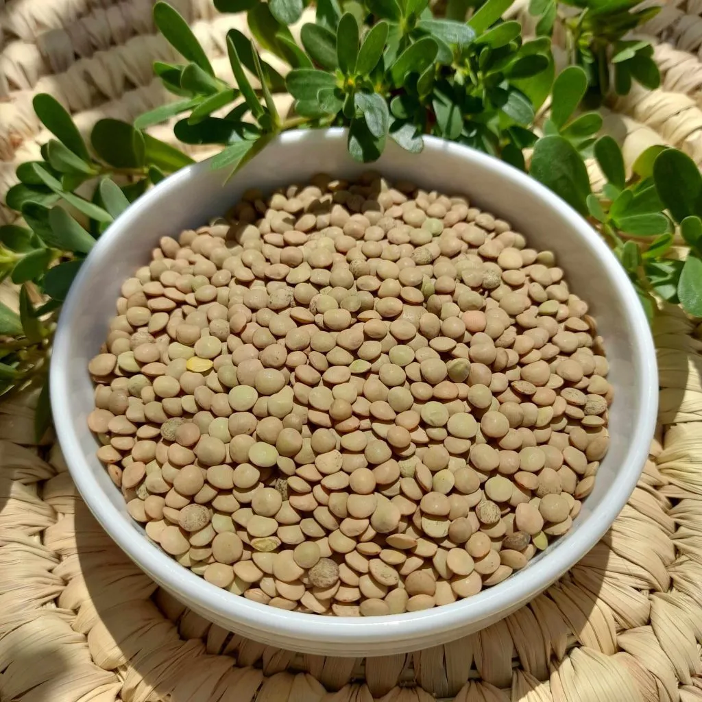 عدس قهوه‌ای - Brown Lentil - تصویر 3