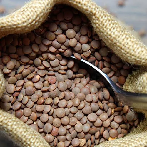 عدس قهوه‌ای - Brown Lentil
