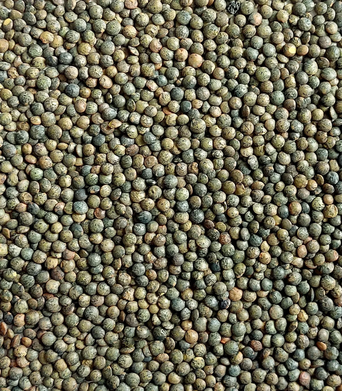 عدس فرانسوی (پوی) - French Green Lentil (Le Puy) - تصویر 2