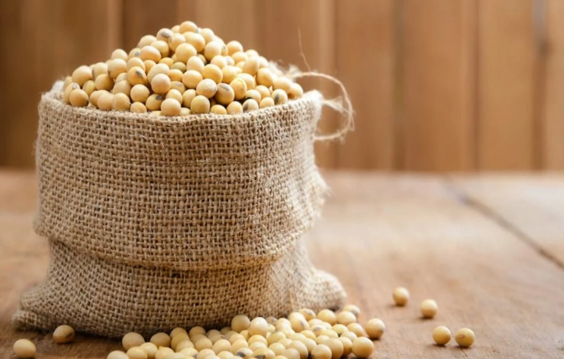 دانه سویا - Soybean - تصویر 4