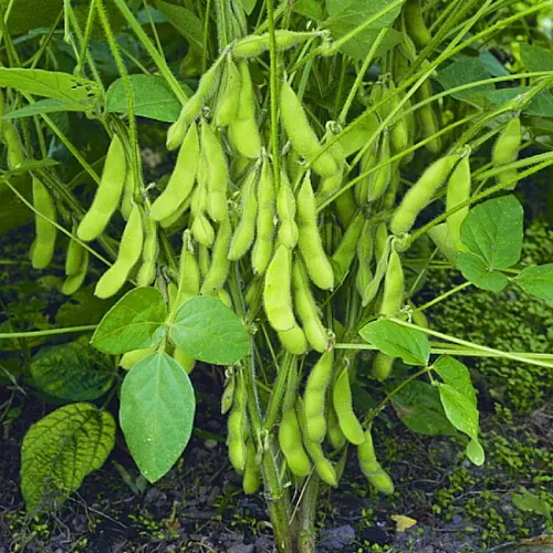 دانه سویا - Soybean - تصویر 3