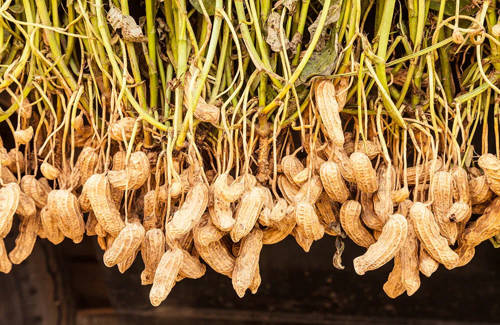 بادام زمینی - Peanut - تصویر 5