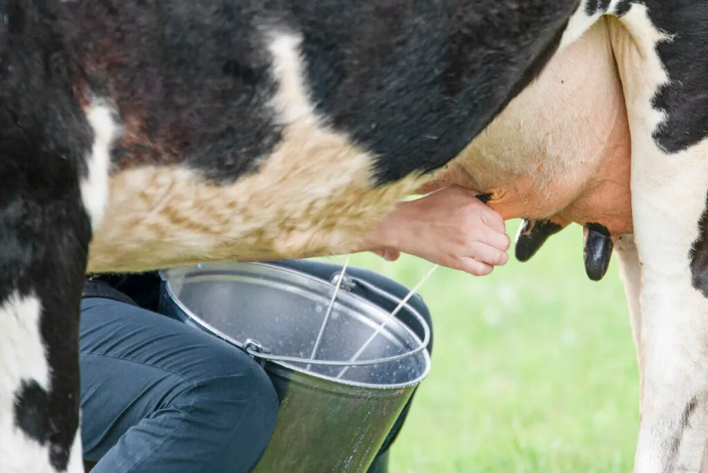شیر گاو - Cow Milk - تصویر 3