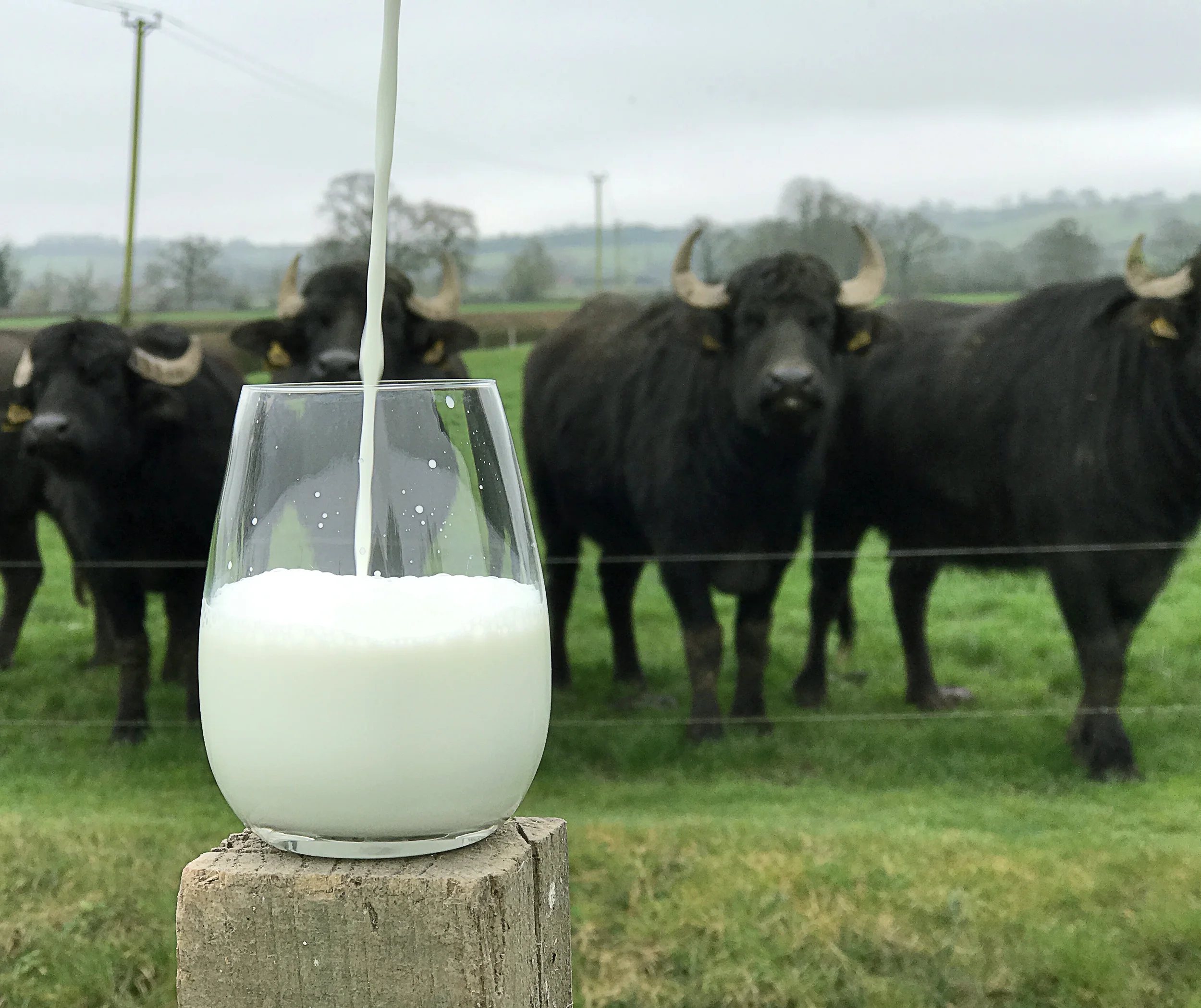 شیر گاومیش - Buffalo Milk
