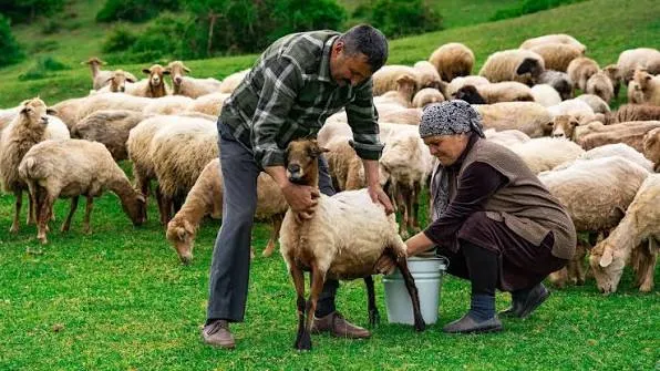 شیر گوسفند - Sheep Milk - تصویر 2