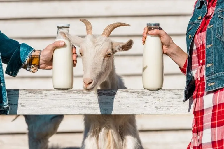 شیر بز - Goat Milk - تصویر 2