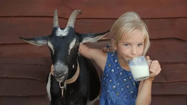 شیر بز - Goat Milk - تصویر 3