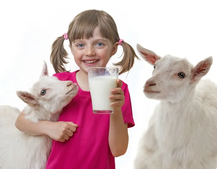 شیر بز - Goat Milk