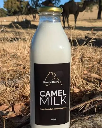 شیر شتر - Camel Milk - تصویر 2